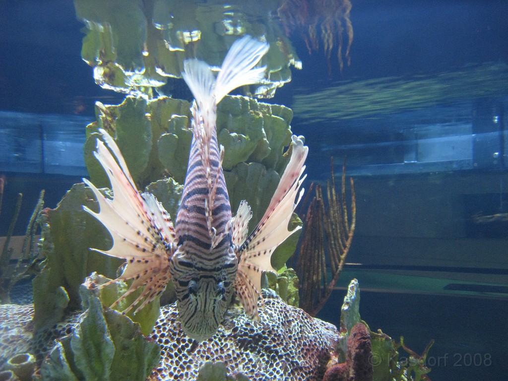 Baltimore MD 2009 1420.jpg - A 4th of July trip to Washington DC in 2009 included a stop in Baltimore MD to see the National Aquarium.